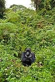 PRM 01 WF0018 01
Silverback Mountain Gorilla Sitting In Vegetation