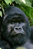 PRM 01 KH0005 01
Head Shot Of Mountain Gorilla