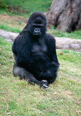 PRM 01 RK0021 02
Silverback Gorilla Sitting On Grass