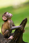 PRM 02 WF0001 01
Young Barbary Macaque Sitting On Log