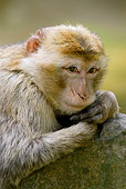 PRM 02 WF0002 01
Portrait Of Young Barbary Macaque Leaning On Rock