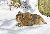 PRM 02 WF0004 01
Barbary Macaque Mother Walking On Snow With Young On Back