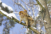 PRM 02 WF0005 01
Barbary Macaque Mother Sitting On Tree Branch With Young On Back