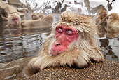 PRM 02 KH0007 01
Japanese Macaque (aka Snow Monkey) Sitting In Hot Spring