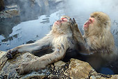 PRM 02 KH0008 01
Two Japanese Macaques (aka Snow Monkeys) Sitting In Hot Spring Grooming