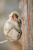 PRM 02 KH0018 01
Japanese Macaque (aka Snow Monkey) Sitting On Tree Branch