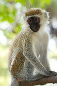 PRM 02 NE0002 01
Vervet Monkey Sitting On Tree Branch Kenya