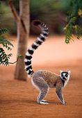 PRM 03 NE0002 01
Ring-Tailed Lemur Standing On Dirt By Tree Madagascar