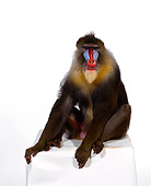 PRM 04 RK0019 04
Full Body Shot Of Mandrill Sitting On White Box White Seamless Background