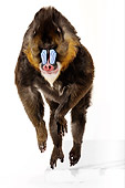 PRM 04 RK0072 01
Mandrill Jumping Off Towards Camera White Seamless