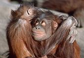 PRM 05 GR0006 01
Close-Up Of Two Juvenile Orangutans Hugging