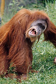 PRM 05 GR0022 01
Close-Up Of Orangutan Standing In Grass Catching Falling Water In Mouth