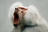 PRM 06 GR0001 01
Head Shot Of Hamadryas Baboon Yawning