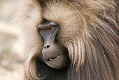 PRM 06 MC0008 01
Head Shot Of Gelada Baboon Ethiopia