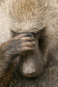 PRM 06 MC0010 01
Portrait Of Olive Baboon Male Thinking Kenya