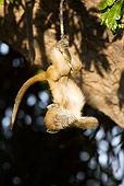 PRM 06 WF0002 01
Young Chacma Baboon Hanging From Tree Branch