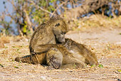 PRM 06 WF0003 01
Two Chacma Baboon Females Grooming