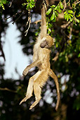 PRM 06 WF0004 01
Young Chacma Baboon Hanging From Tree Branch
