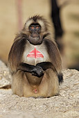 PRM 06 WF0005 01
Portrait Of Young Male Gelada Sitting On Rock