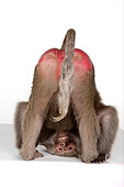 PRM 06 RK0042 01
Humorous Shot Of Baboon Showing Rear White Seamless