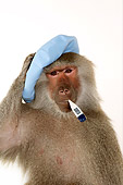 PRM 06 RK0072 01
Sick Baboon Holding Cold Pack On Head Thermometer In Mouth White Seamless