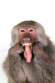 PRM 06 RK0074 01
Head Shot Of Baboon Making Funny Face White Seamless