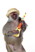 PRM 06 RK0080 01
Humorous Shot Of Baboon Wearing Hat Standing Playing Guitar On White Seamless
