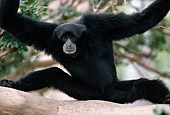 PRM 10 GR0002 01
Close-Up Of Siamang Gibbon Hanging In Tree
