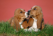 PUP 01 GR0045 01
Basset Hound Puppies Laying On Grass