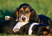 PUP 01 GR0046 01
Portrait Of Basset Hound Puppies Cuddling On Grass