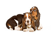 PUP 01 JE0002 01
Basset Hound Puppies Sitting And Laying On White Seamless