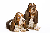 PUP 01 JE0003 01
Basset Hound Puppies Sitting And Laying On White Seamless