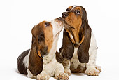 PUP 01 JE0004 01
Basset Hound Puppies Kissing On White Seamless