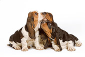 PUP 01 JE0005 01
Basset Hound Puppies Kissing On White Seamless