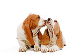 PUP 01 JE0006 01
Basset Hound Puppies Kissing On White Seamless