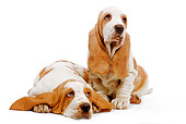 PUP 01 JE0007 01
Basset Hound Puppies Sitting And Laying On White Seamless