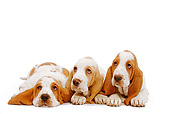 PUP 01 JE0008 01
Basset Hound Puppies Laying On White Seamless