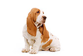 PUP 01 JE0009 01
Basset Hound Puppy Sitting On White Seamless