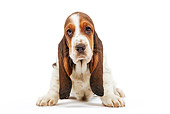 PUP 01 JE0010 01
Basset Hound Puppy Sitting On White Seamless