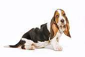 PUP 01 JE0011 01
Basset Hound Puppy Sitting On White Seamless