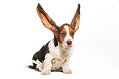 PUP 01 JE0012 01
Basset Hound Puppy Sitting On White Seamless With Ears Up