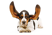 PUP 01 JE0013 01
Basset Hound Puppy Laying On White Seamless With Ears Up