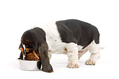 PUP 01 JE0014 01
Basset Hound Puppy Standing On White Seamless Eating From Bowl