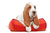 PUP 01 JE0015 01
Basset Hound Puppy Laying On Pillow White Seamless