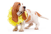 PUP 01 JE0016 01
Basset Hound Puppy Standing White Seamless Wearing Lei