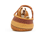 PUP 01 JE0018 01
Basset Hound Puppy Peeking Out Of Basket On White Seamless