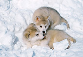 PUP 02 LS0003 01
Two Alaskan Malamute Puppies Huddling On Snow