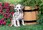 PUP 03 FA0019 01
Dalmatian Puppy Sitting On Grass By Pink Flowers And Bucket