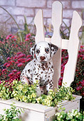 PUP 03 FA0032 01
Dalmatian Puppy Sitting On Wooden Chair In Garden