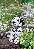 PUP 03 FA0034 01
Dalmatian Puppy Laying On Log By Daisies